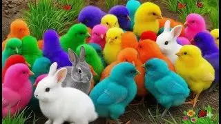 RAINBOW CHICKS FUN COLOR STORY ||  CUTE RAINBOW CHICKS IN BRIGHT COLORS