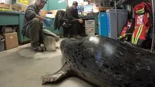 Bouncy Harbor Seal Pops in for Office Visit