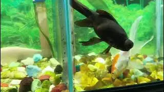 Fish aquarium in Porimal Kanon 🐬🐟🐋🐠#viralshorts #fishvideo #aquariumfish