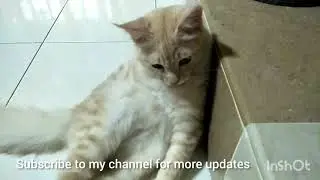 Maine Coon mix Persian - 6 Month Old Cat