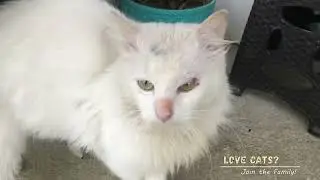 Уличный кот пришёл навестить меня.