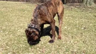 D.Rhodes Cane Corso video of 11 month old TIGER, son NAUGHTY and HARUM.