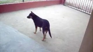 my german shepherd mix australian cattle dog