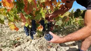 Harvest time in Rioja Alavesa Spain (Activate the subtitles)