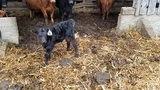 Calf Season Has Begun