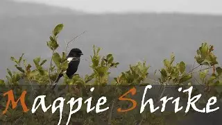 Magpie Shrike (African Long-tailed Shrike) Bird Call Video - Kruger Birding | Stories Of The Kruger