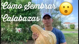 Cómo Sembrar Calabazas