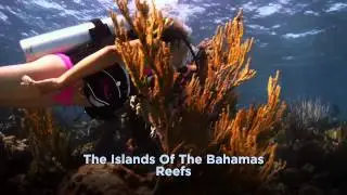 Dive the dramatic and lush coral gardens of The Bahamas! Extended Edition!