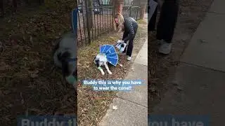 Why dogs wear cones #shorts