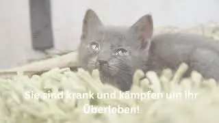 Das Leid der Stra&szlig;enkatzen in Deutschland | Tierschutzverein und Tierheim Rottweil