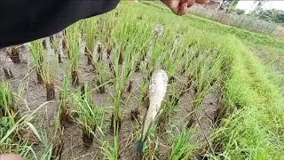 Mancing ikan di spot sawah// tehnik casting