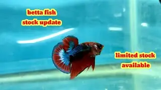 betta fish stock update and live plant fox tail limited available 💥#fish #aquarium