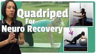Neuro Rehab: Quadriped Progression from Early to Late Stage Recovery