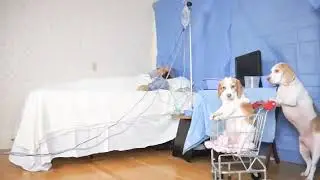 Funny Dogs Shopping Cart Fail &ndash; Oxygen Tube Chaos! 😂🐕 😂