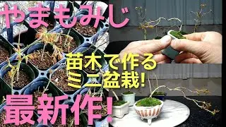 やまもみじ　苗木で作るミニ盆栽　最新作！