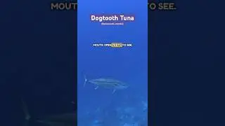 Monster Dogtooth Tuna swimming up from a deep coral drop off  #shorts #fish #nature #ocean #tuna