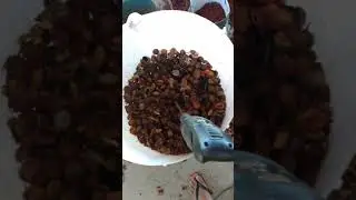 Como debulhar urucum f&aacute;cil
