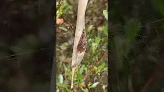 A leaf curling spider Phonognatha graeffei eating an insect from the safety of its little lair