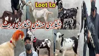 Usman Goat Farm Visit Latest Update❤️12-Feb-2026😍Mandi Say Kam Kimat Mein🔥💥,