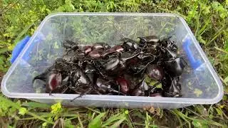 The Rarest Large Beetle of insects in The World