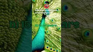PEACOCK QUIZ BOYYYY - YOU PASSING? #trivia #knowledge #test #animals #fun #quiz #education #learn