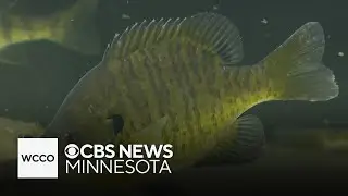 DNR highlights $20 million investment at Waterville fish hatchery