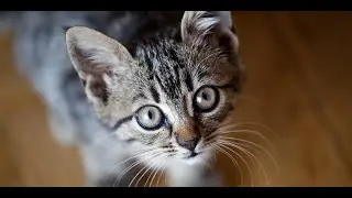 Why do cats move their ears?🤔