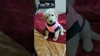 Funny dog Video