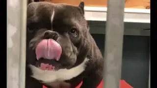 Goldenlinebullys Low Blow