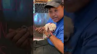 Early Neurological Stimulation for PUPPIES!