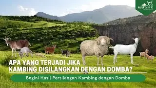 KAMBING VS DOMBA!! Ini yang Terjadi Ketika Kambing Disilangkan dengan Domba | Geep