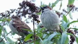 Two Male House Sparrows Resting After a Good Feed