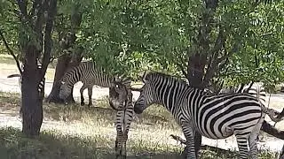 Zebras in Mosi-o-Tunya National Park during safari. @goutamchakraborty