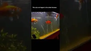 How long can a GOLDFISH survive without FOOD? #fishtank #goldfish