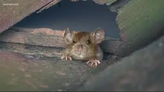 DC apartment fined $30K for infestation of 10,000+ mice | Pass the Mic