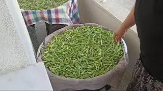 Kışlık Taze Fasulye Kurutması Nasıl Yapılır? Kışa Hazırlık