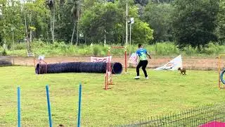 Dog agility FUNNY FAIL