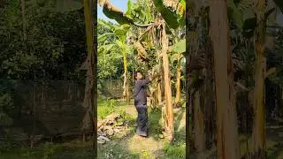 Сбор бананов 🍌🍌 (Эпизод 1224)