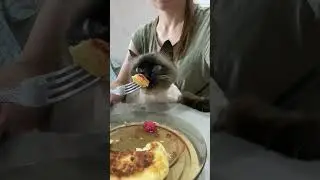 Кот Сэм завтракает с вилочки🥰😂#love #любовь #cat #котики #home #shortvideo #Сэм #shorts #short