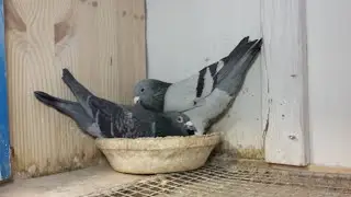 Einsetzen für den Flug aus Breda.