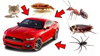 How to Get Rid of Pests in Vehicles (Cockroaches, Ants, Spiders, Rodents, Bedbugs)