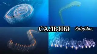 сальпы! Salpida (2023)
