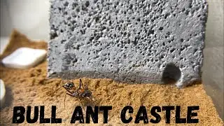 REHOMING MY BULL ANT QUEEN (Myrmecia nigrocincta)