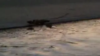 Ducks swimming upriver