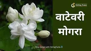 Vatevari Mogra | वाटेवरी मोगरा @StringTunePreetam