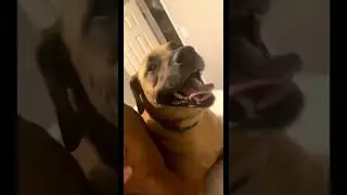 LOUDEST THUNDER SCARED DOGS