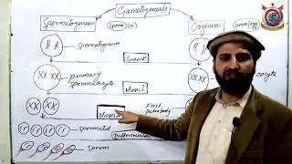 Class 10th Bio Lecture 40  Topic; Gametogenesis