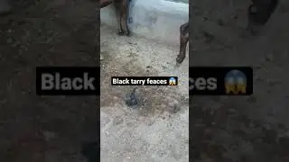 Poor cow 🐄  🤕 | #cow | #buffalo | #shorts | #youtube | #vet | #veterinarians | #vetinsight 🩺