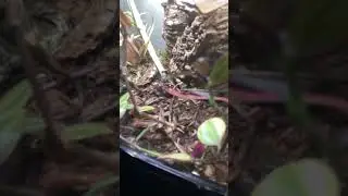Little crested gecko baby named Rex
