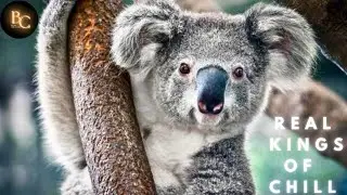 The Koala Story| Cracking The Cuddle